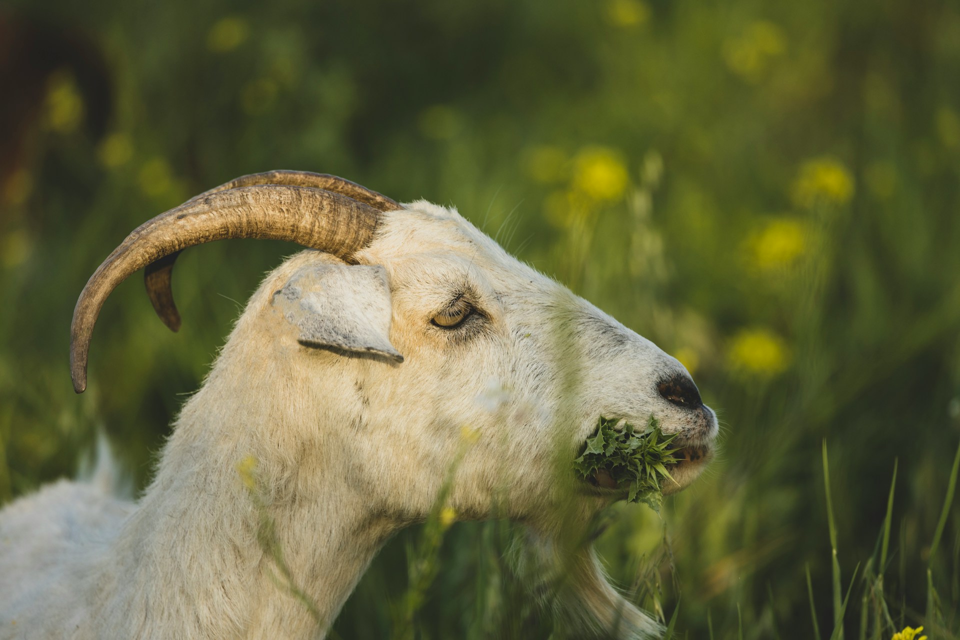 Kozy i owce wracają na krakowskie łąki latem 2026. Kraków stawia na ekologiczny wypas zamiast spalinowych kosiarek.