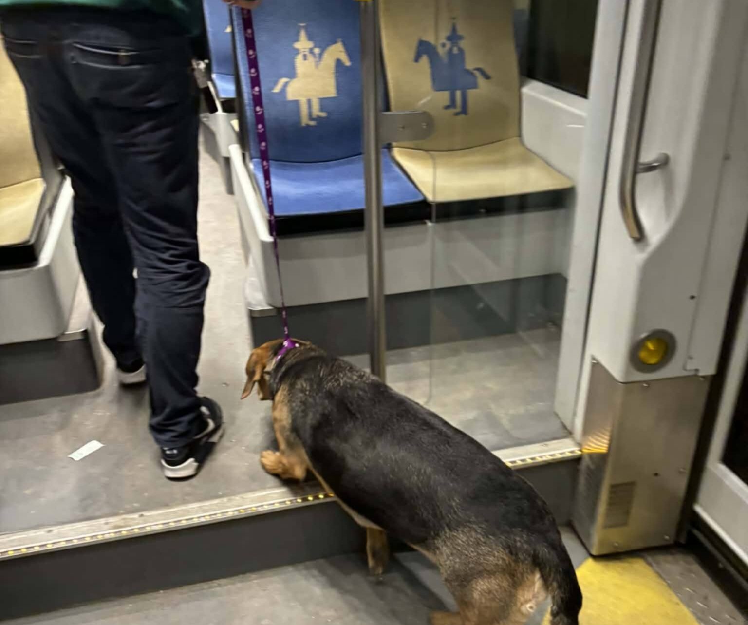 Pies wsiadł do tramwaju w Krakowie. Niezwykła podróż linii nr 10