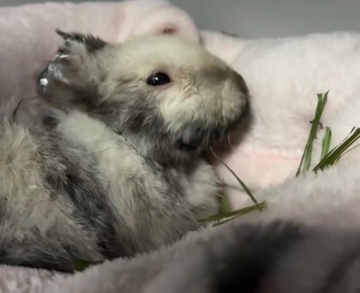 Skatowany królik w Krakowie. Policja zatrzymała 21-latka