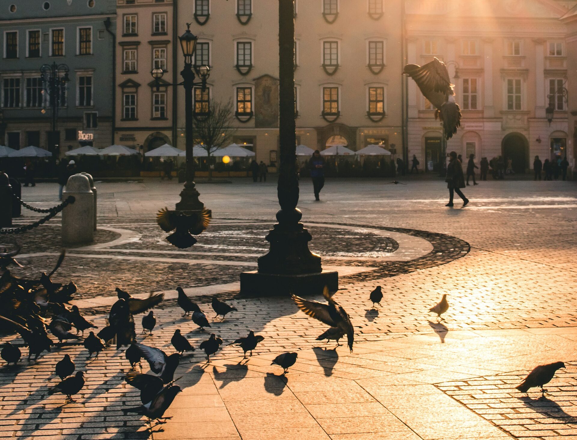 Antykoncepcja dla gołębi w Krakowie. Miasto rusza z pilotażem